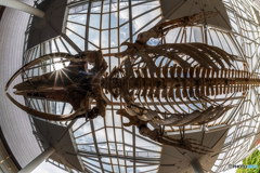 "Whale bone"