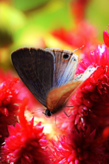 ウラナミシジミ