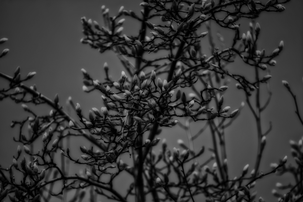 ・・モクレン・・