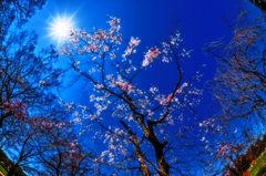 桜・青空