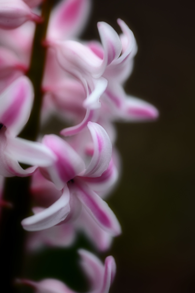 Pink Line
