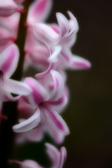 Pink Line