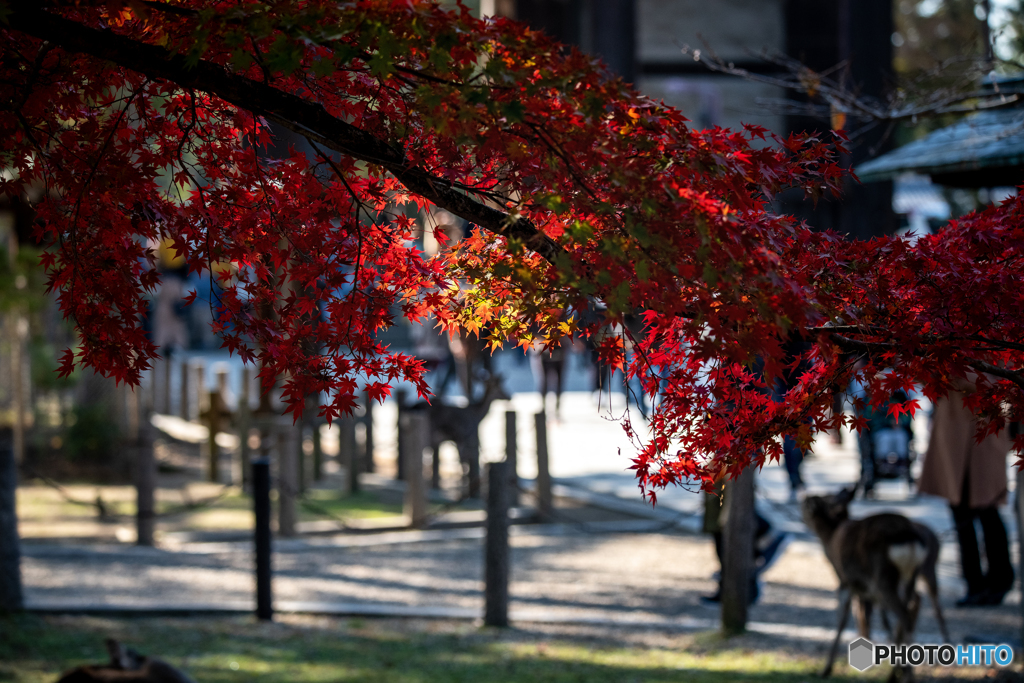 奈良公園ⅰ