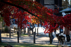 奈良公園ⅰ