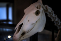 どこの馬の骨..