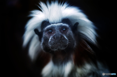 ワタボウシタマリン