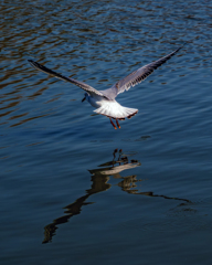 ～ユリカモメ～