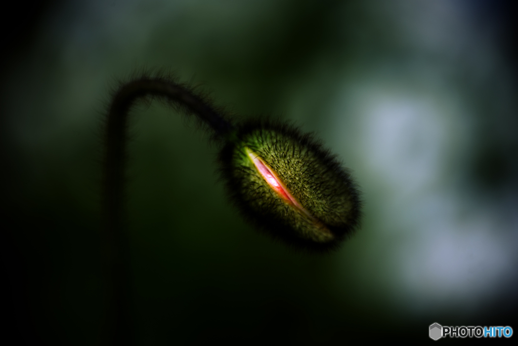 エイリアンポピー