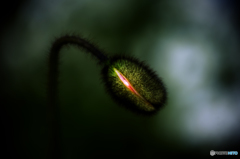 エイリアンポピー