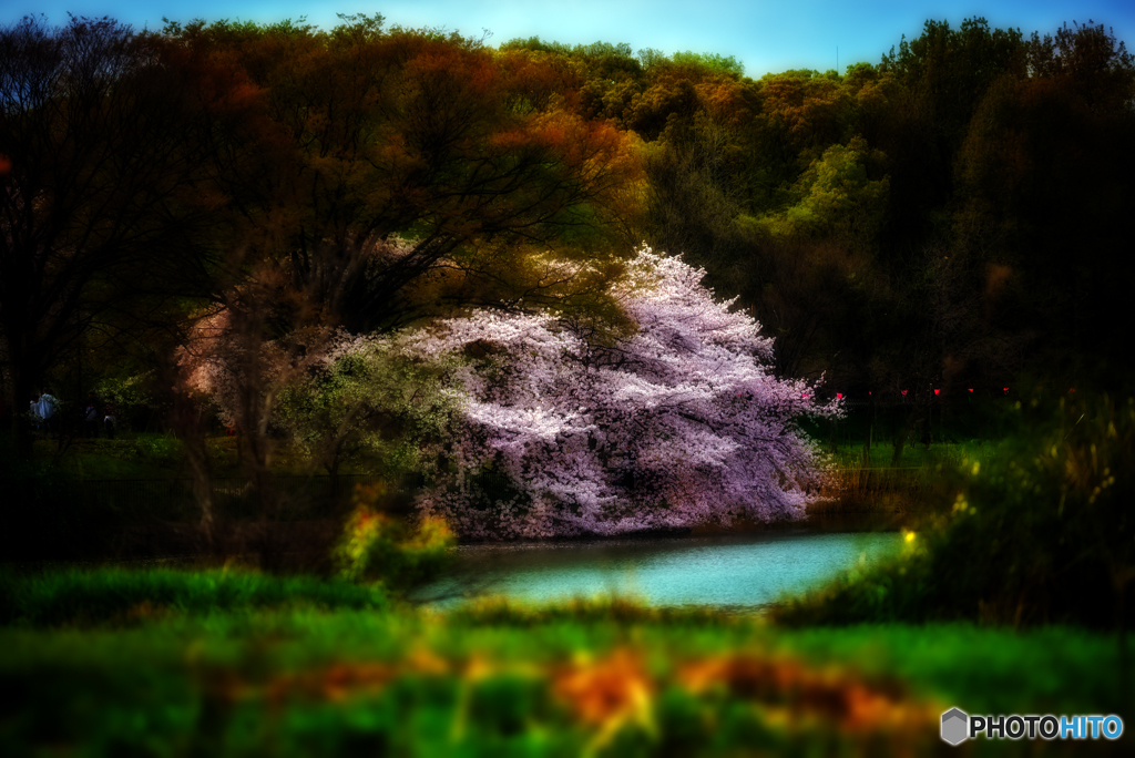 花見