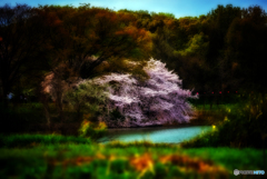 花見