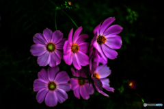 コスモス・・・