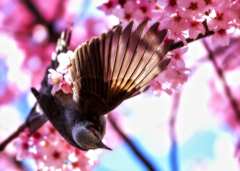 桜鵯