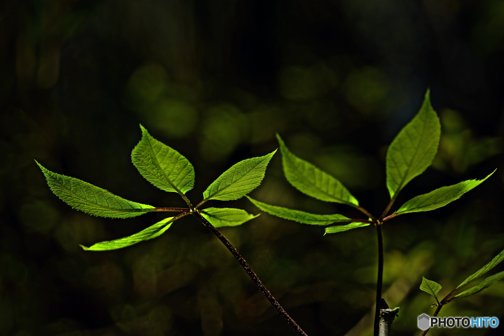 leaves