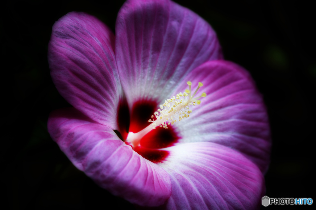 パラボラ・ハイビスカス