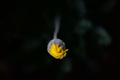 蕾