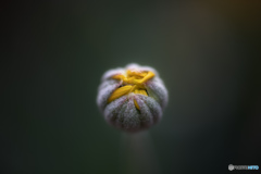 蕾