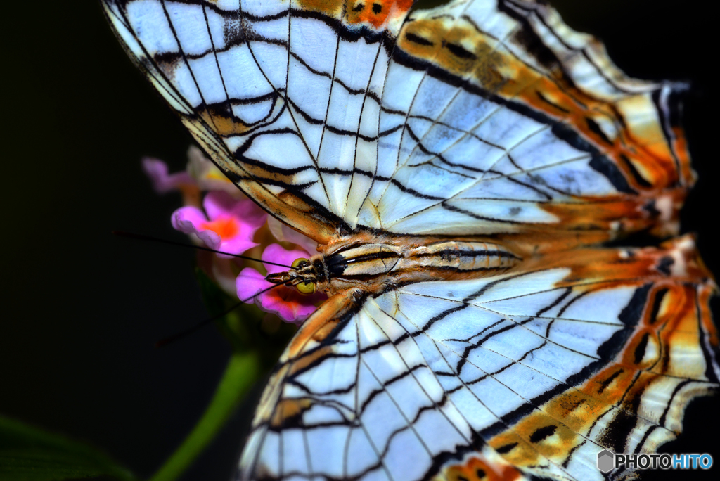 イシガケチョウ