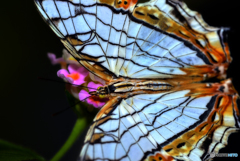 イシガケチョウ