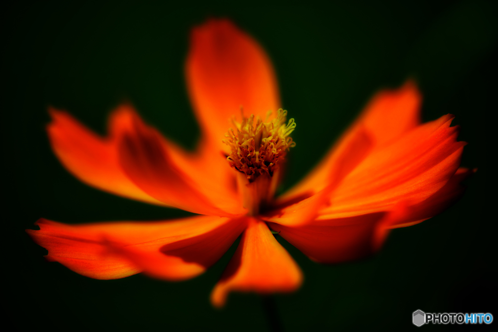 オレンジ---ダークグリーン