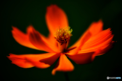 オレンジ---ダークグリーン