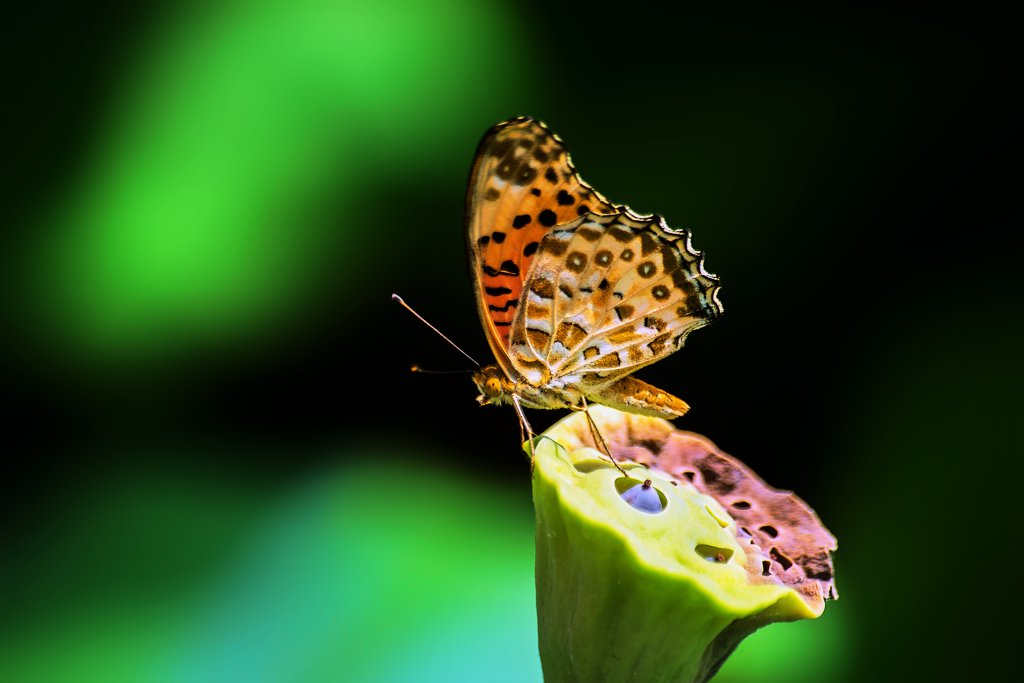 ハスとツマグロヒョウモンⅡ