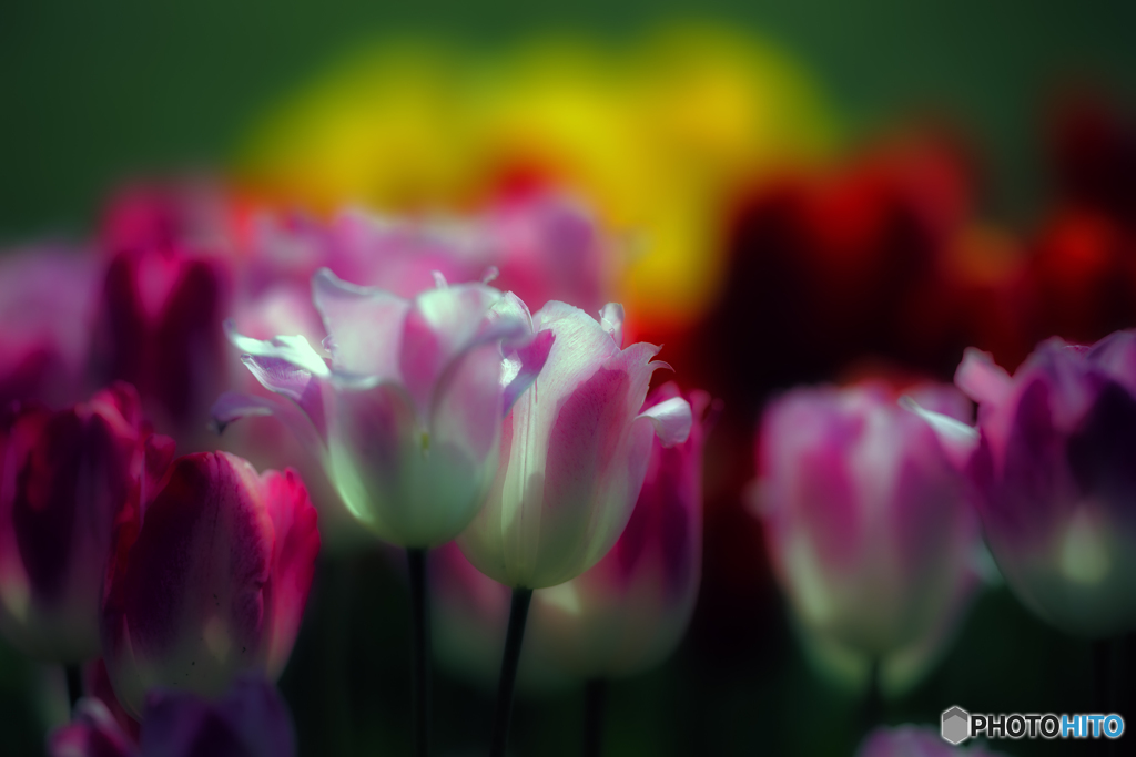 早咲きチューリップ