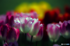 早咲きチューリップ