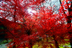 紅葉もみじ