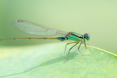 クローズアップ