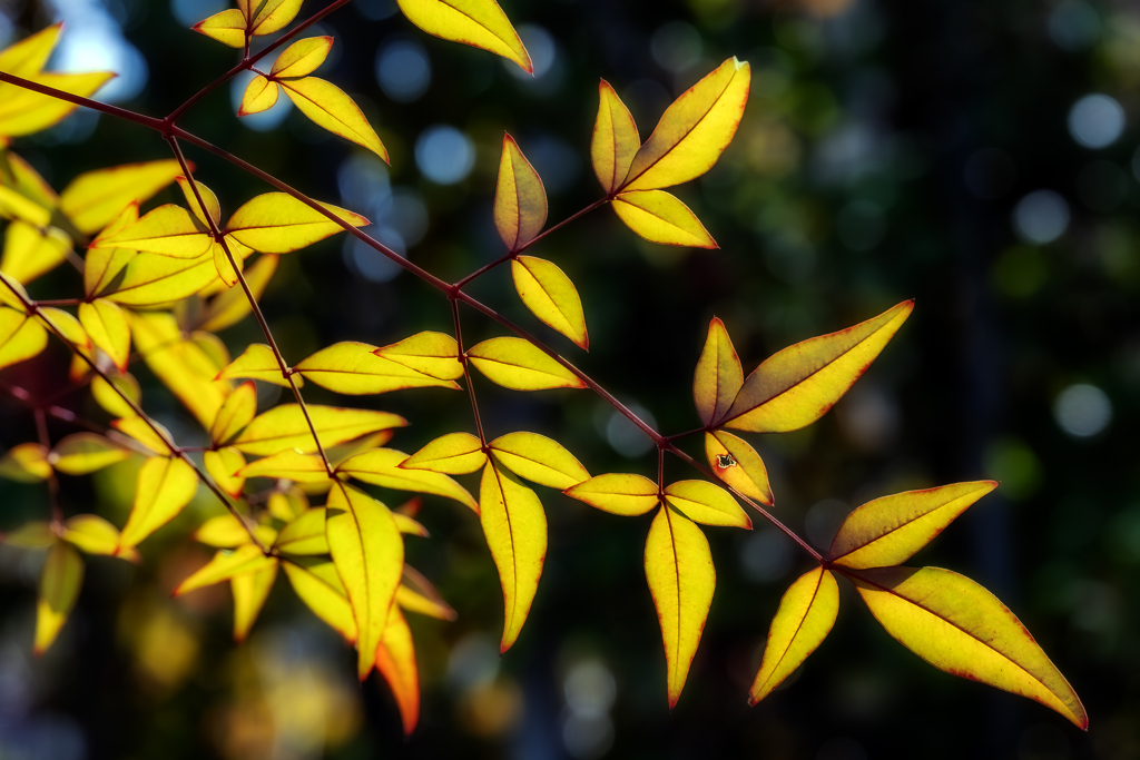 leaves
