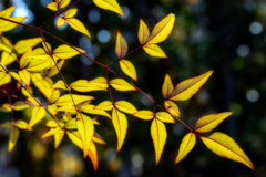 leaves
