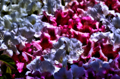 ツツジ紅白