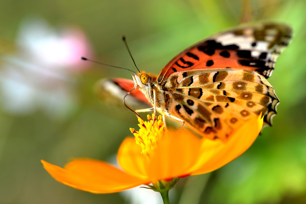 ツマグロヒョウモン