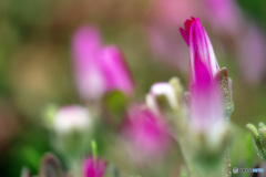 spring color..