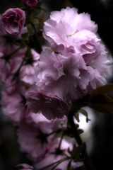 "八重桜"