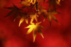 <黄紅葉>