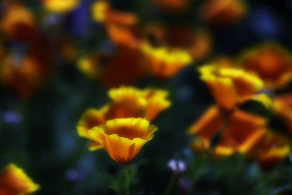 yellow~orange