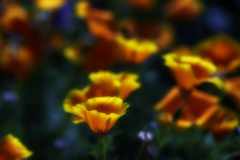 yellow~orange