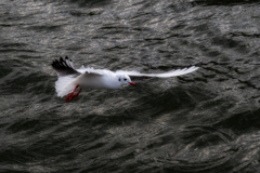 今年のユリカモメ