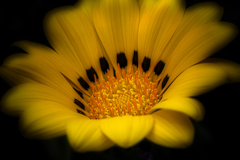 ✿