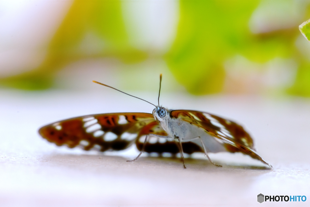 -アサマイチモンジ-