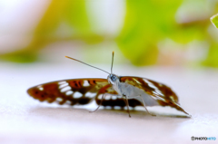 -アサマイチモンジ-