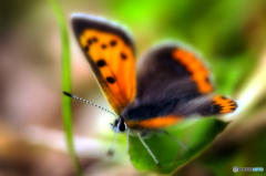 orange