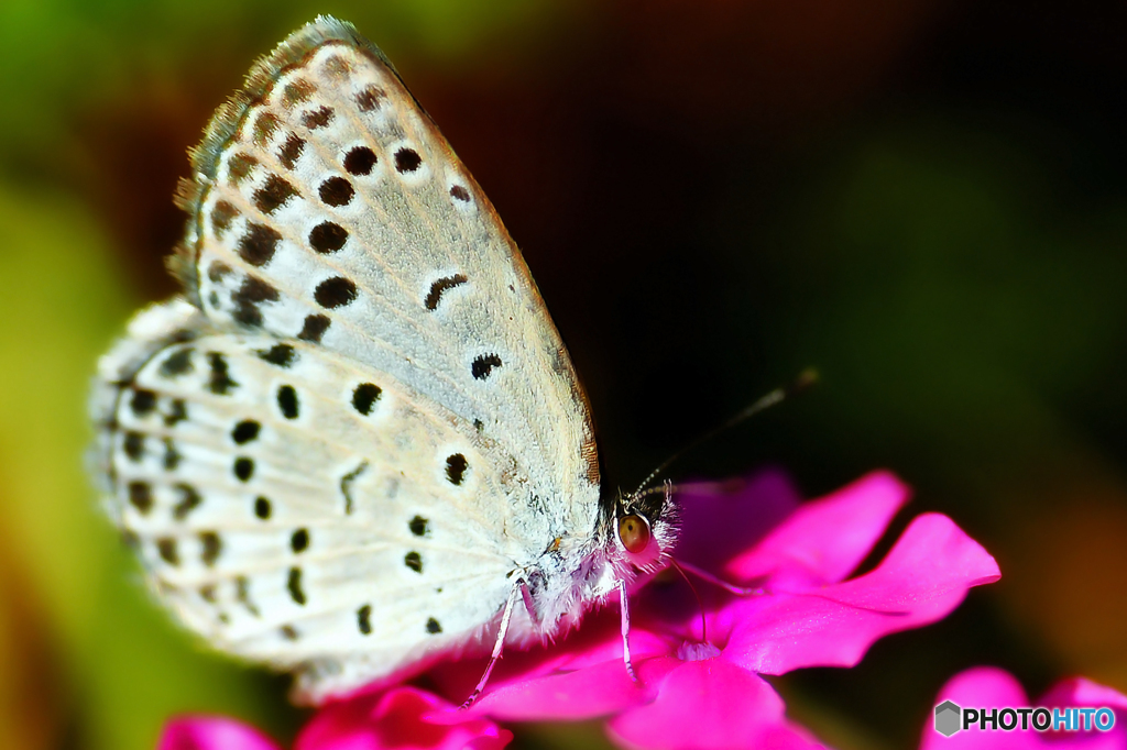 ・ヤマトシジミ・