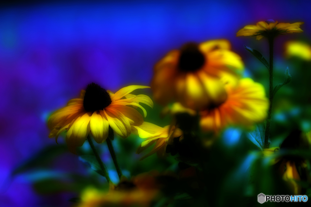 ～ルドベキア～