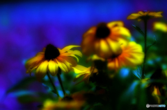 ～ルドベキア～