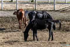 Black horse