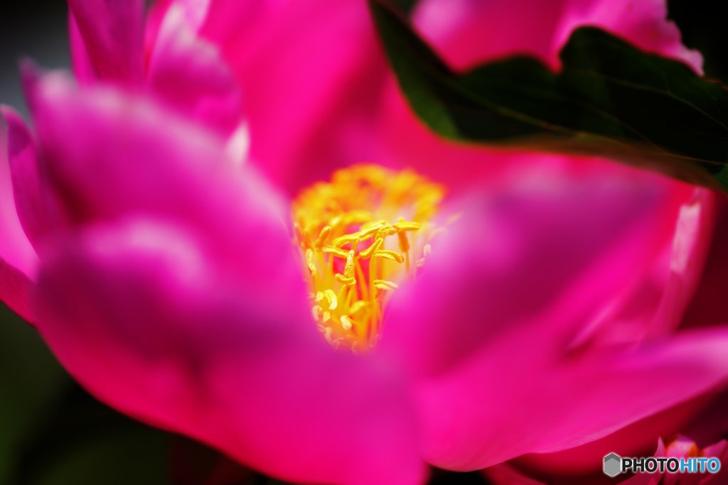 マゼンタピンク