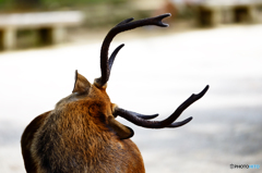 鹿の角
